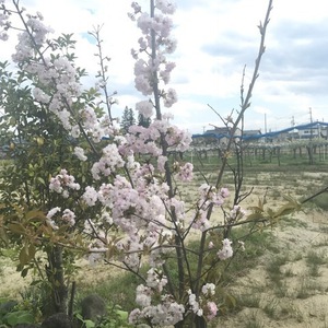 桜