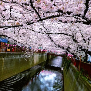 今年のお花見