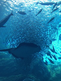 初うみの杜水族館！！