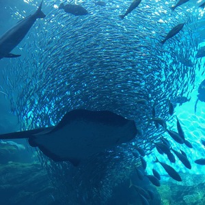 初うみの杜水族館！！