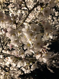 夜桜