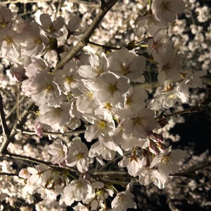 夜桜