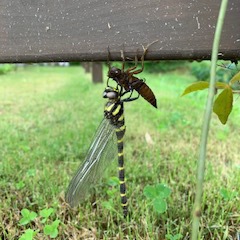 友よ、本当の空へ飛べ！