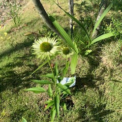 趣味ができました